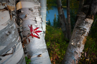 Fireweed and Birch