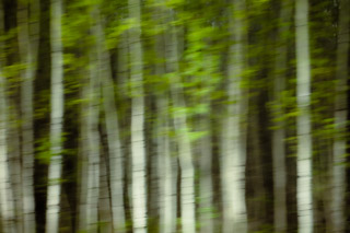 Blurred Trembling Aspen