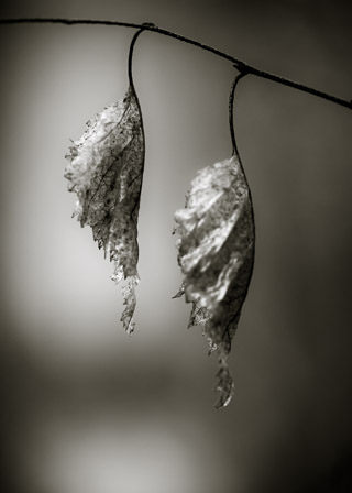 Twin Birch Leaves