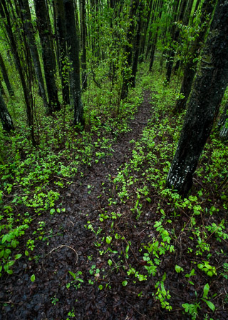 Spring Rain on a Deer Trail