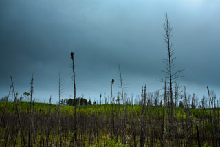 A New Forest