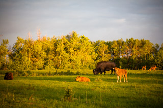 Young Bison in a Field