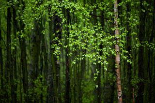 Spring Birch in the Rain