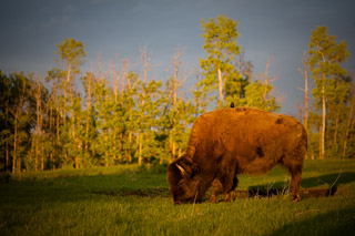 Bison with a Friend