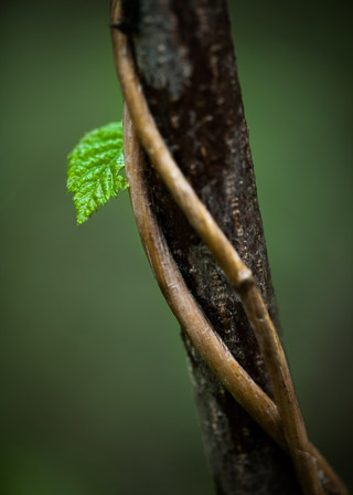 Peeking Leaf