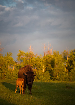 Bison Family at Sunset