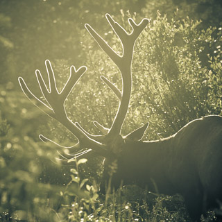 Elk in a Warm Summer Evening