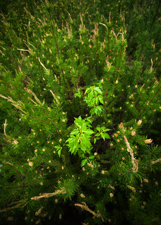 Young Poplar in a Crowd of Pine