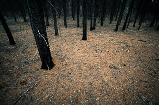 Carpet of Pine Needles