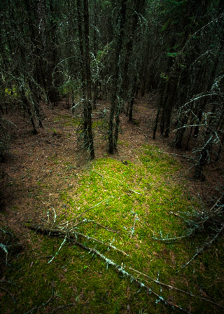 A Spot of Moss in a Black Spruce Forest
