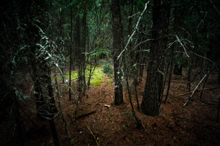 Moss Spotlight in Spruce Forest