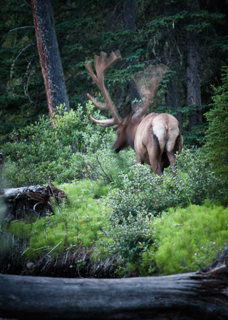 Feeding Elk