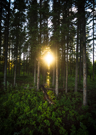 Stand of Spruce