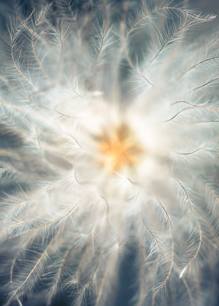 Anemone Seed Head