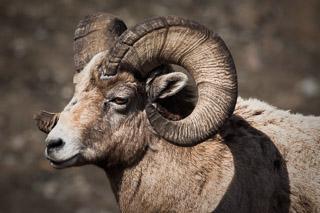 Old Bighorn