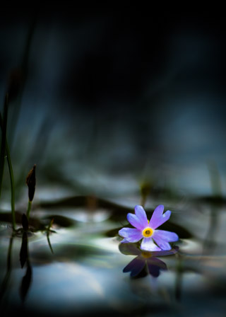 Floating Verbena