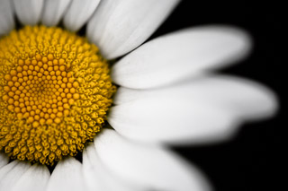 Daisy Detail