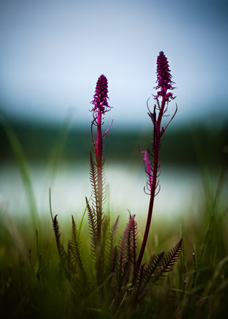 Purple Stalks