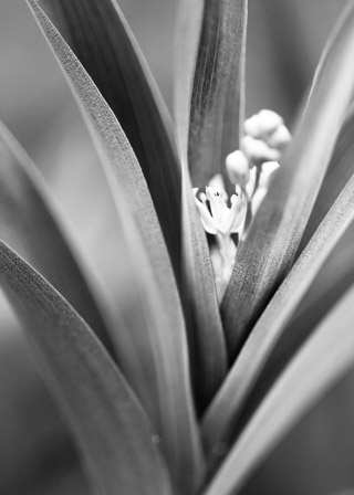 Lily Lines