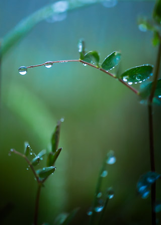 Vetch Vine in the Rain