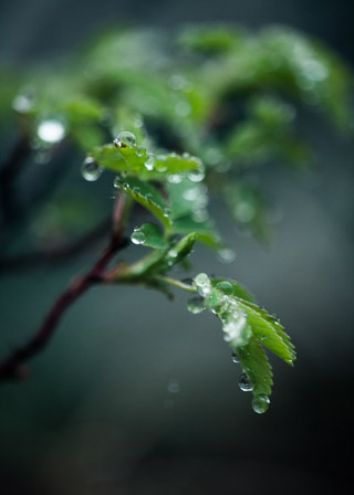 Rose Leaves in the Rain