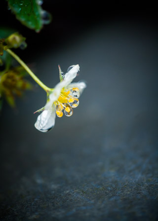 Strawberry Droplets