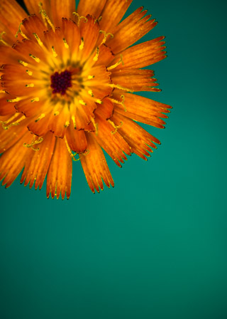 Orange Hawkweed