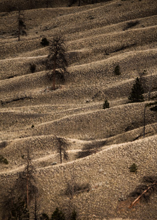 Grass Covered Sand Hills