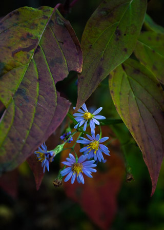 Asters Behind Dogwood
