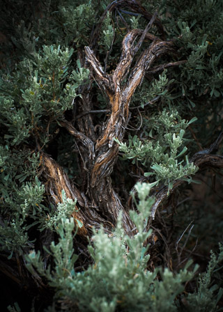 Twisted Sagebrush