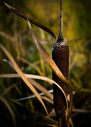 Windblown Cattail