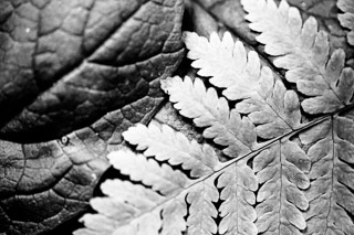 Silver Etched Leaves
