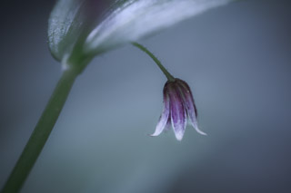 Tiny Violet Bell