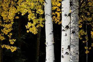 Aspen Trio