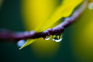 Yellow Drop