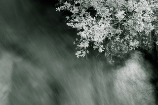 Willow Over Water