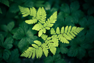Fern Portrait