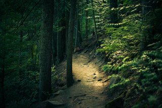Spotlight on a Dark Path