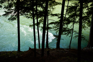 Fir Silhouetted Against Rapids