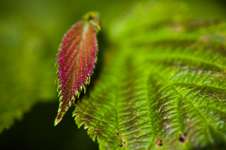 New Red Leaf