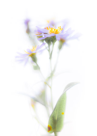 Asters in the Sun