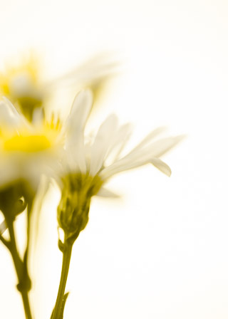 Soft Flowers in the Sun