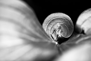 Damaged Beauty