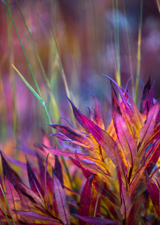 Bright Fireweed