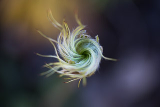 Spiral Seeds