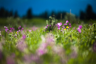 Buttercup and Shooting Stars