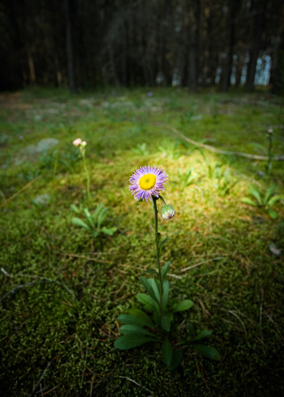 Asters in the Spotlight