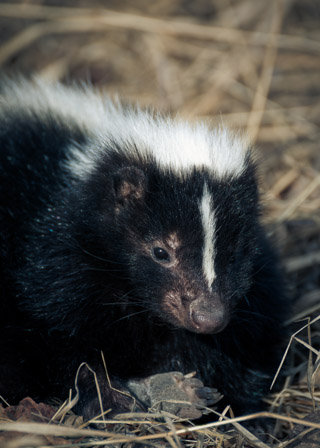 Skunk