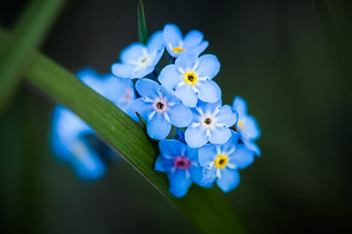 Forget-Me-Not