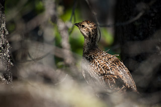 Young Blue Grouse
